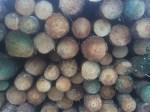 Logs