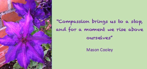 compassion brings us to a stop